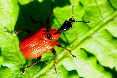 Attelabidae sp.