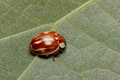 Striped ladybird