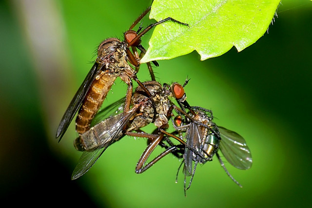 Mating dance flies with female eating prey gift