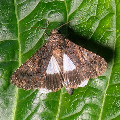 The Sorcerer Moth