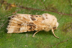 Dusky Sallow