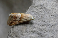 Small Marbled