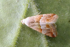 Small Marbled moth