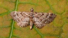Double-striped Pug