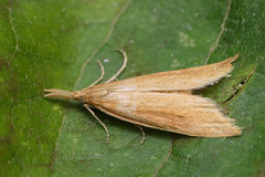 Giant Water-veneer moth