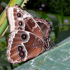 Morpho peleides