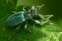 Phyllobius pomaceus