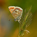 Brown Argus Butterfly