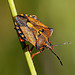 Carpocoris mediterraneus - Shieldbug