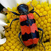 Bee-eating Beetle, Trichodes apiarius 
