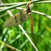 Mayfly Ephemera danica