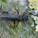 Stonefly