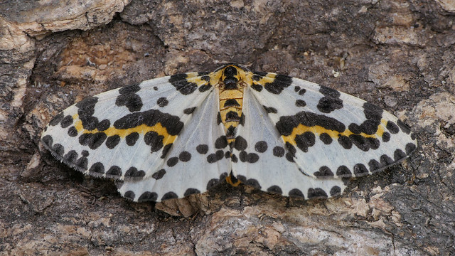 Magpie (Abraxas grossulariata)