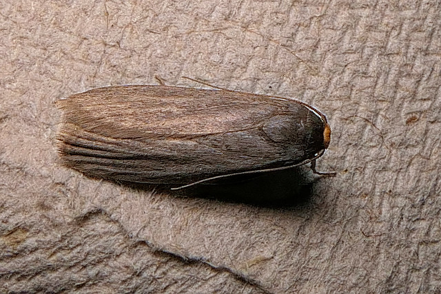 Lesser Wax Moth (Achroia grisella) Lesser Wax Moth