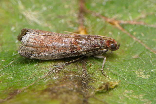 Phycide de l'Aubépine (Acrobasis advenella)