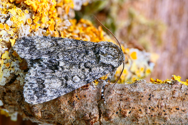 Noctuelle de la Patience (Acronicta rumicis) Knot Grass Moth
