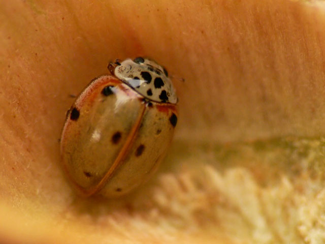 Ten-spot ladybird (Adalia decempunctata) 10 spot ladybird