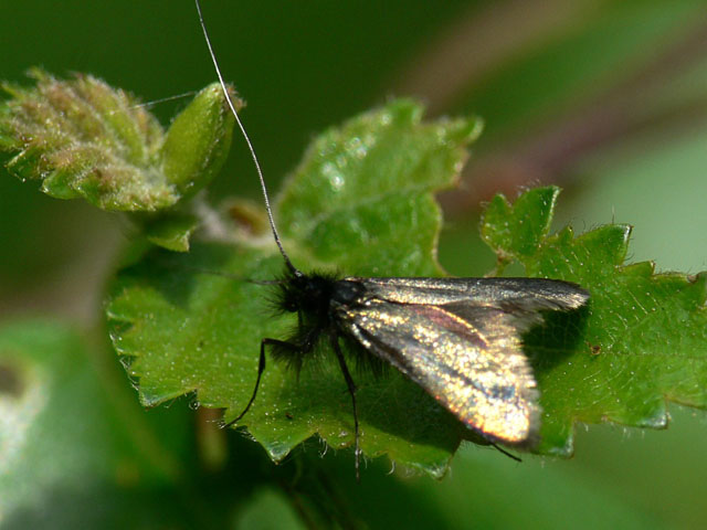 Adela reaumurella Adela reaumurella - Green Longhorn