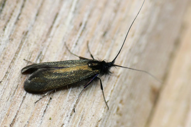 Adela reaumurella Green Longhorn (Adela reaumurella)