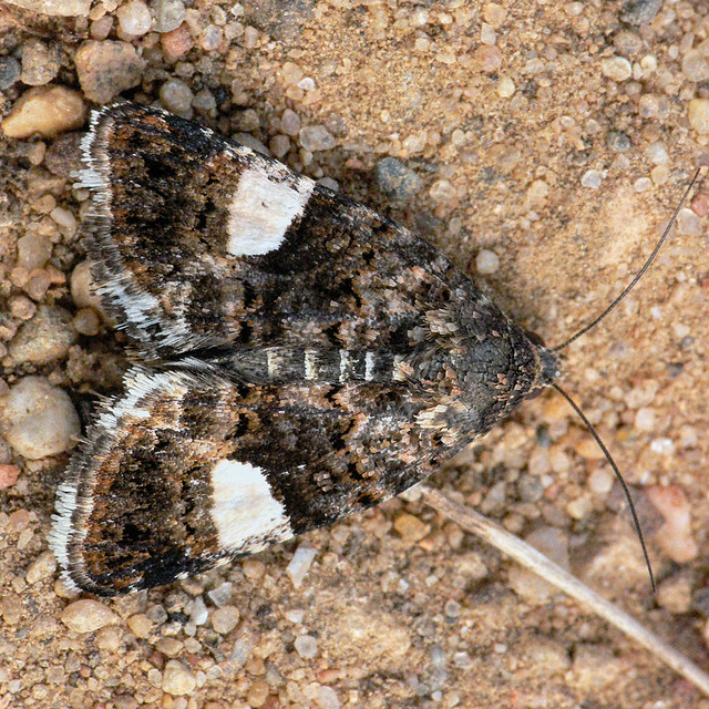 Four Spotted Moth (Tyta luctuosa) Four-spotted Moth