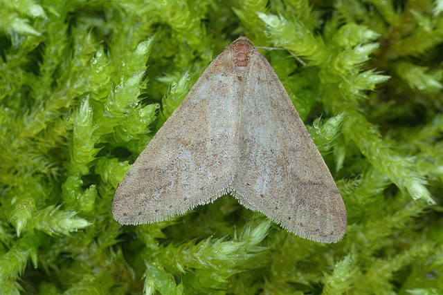 Agriopis marginaria - L'Hibernie hâtive Agriopis marginaria