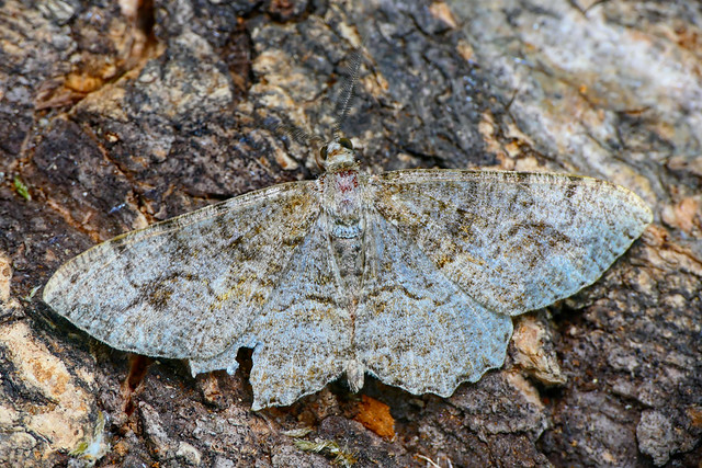 Mottled Beauty (Alcis repandata)
