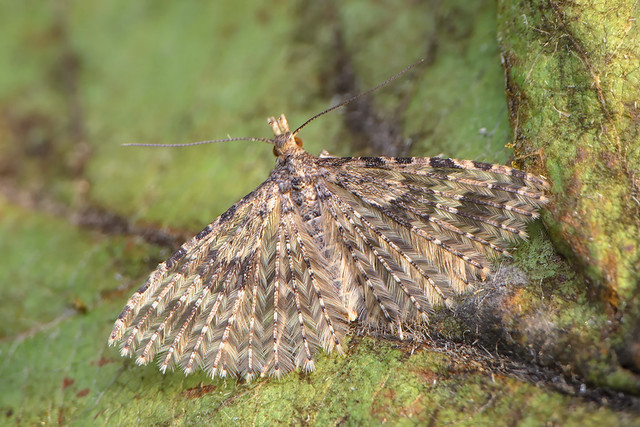 Twenty-plume Moth (Alucita hexadactyla) Twenty Plume Moth