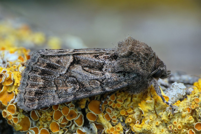 Pyramide (Amphipyra pyramidea) Copper Underwing moth