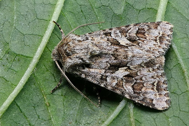 Noctuelle de l'Ansérine (Anarta trifolii) The Nutmeg Moth