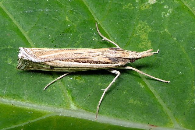 Ancylolomia
