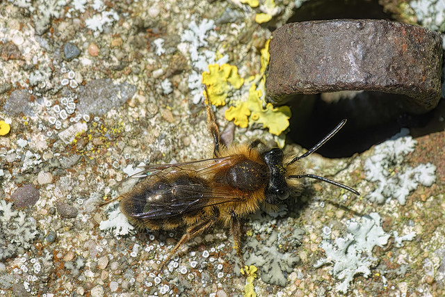 Andrena sp. Andrena sp.