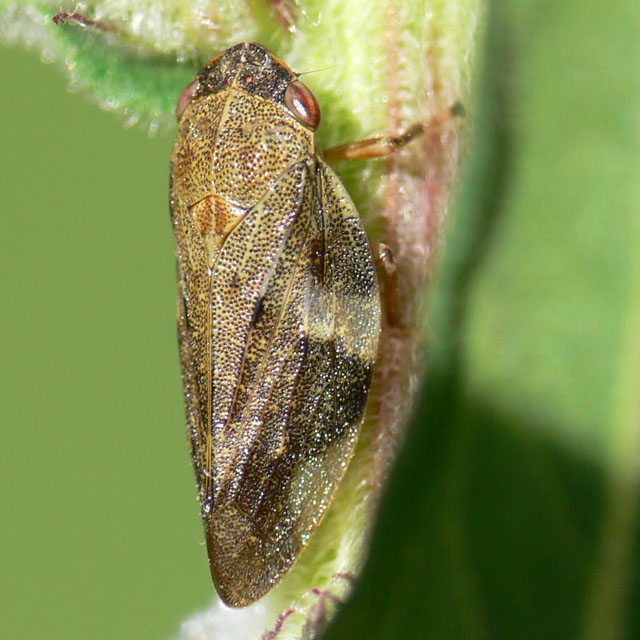 Aphrophora