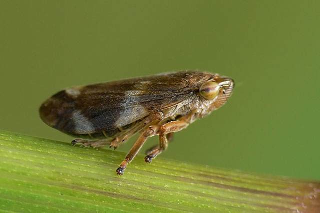 Philaenus spumarius Philaenus spumarius