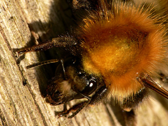 Bombus pascuorum Bombus pascuorum