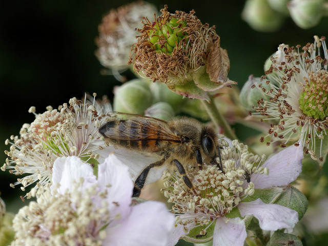 Apis mellifera