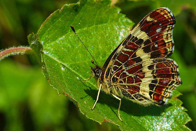 The Map (Araschnia levana)