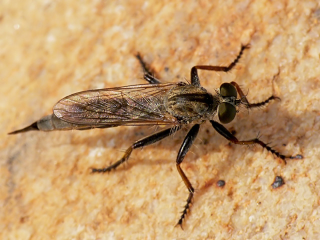 Robber Fly Asilidae sp Robber Fly Asilidae sp