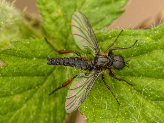 Bibio lanigerus Bibio lanigerus