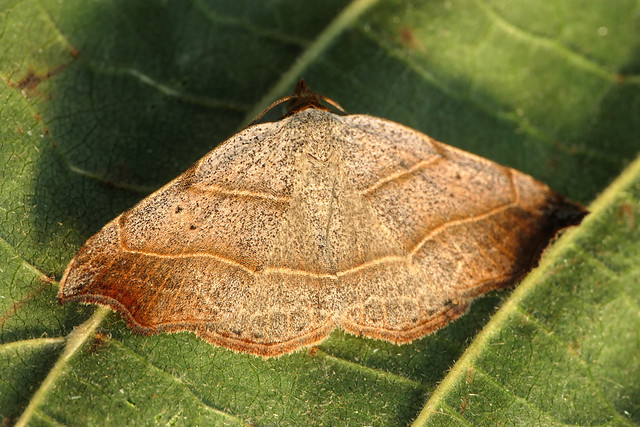 Beautiful Hook-tip (Laspeyria flexula) Beautiful Hook-tip