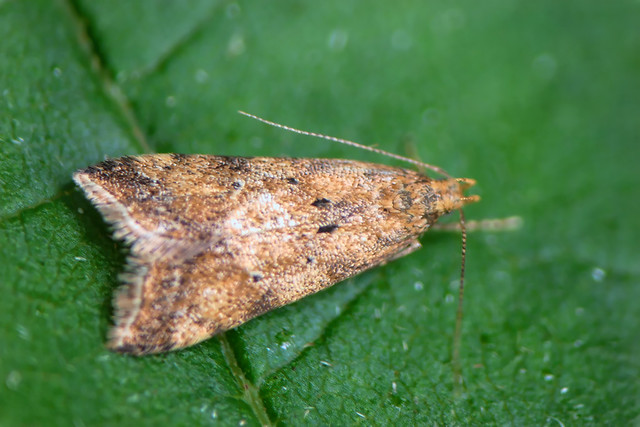 Gorse Crest (Brachmia blandella)