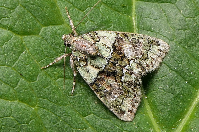 Bryophilinae