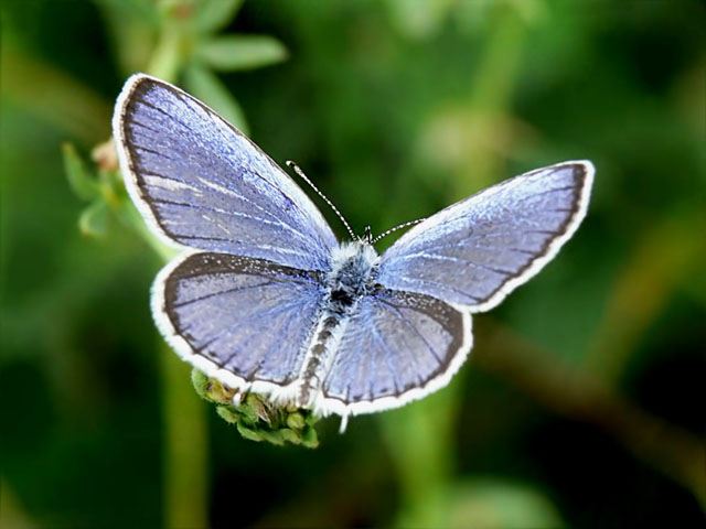 Cupido argiades Short-tailed Blue - Cupido argiades