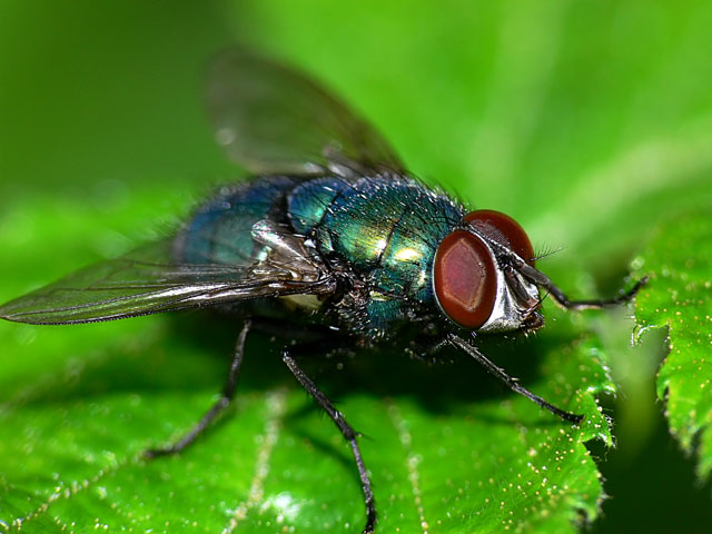 Calliphora vomitoria