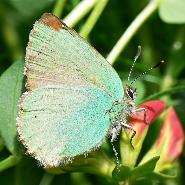 Callophrys rubi Callophrys rubi