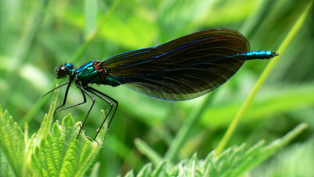 Calopteryx