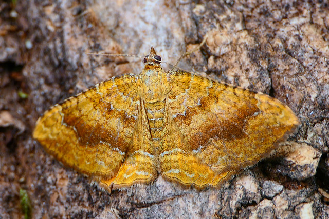 Yellow Shell - Camptogramma bilineata