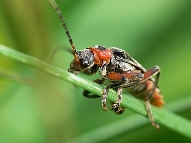 Cantharis rustica Cantharis rustica