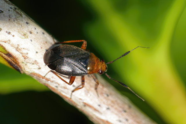 Capsus ater