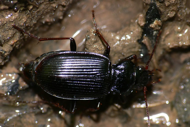 Nebria brevicollis Nebria brevicollis