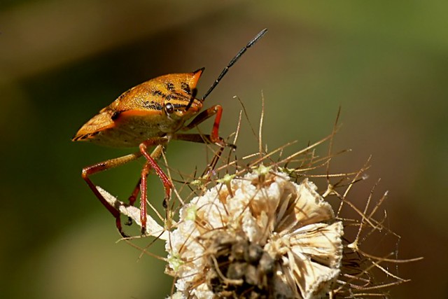 Carpocoris mediterraneus